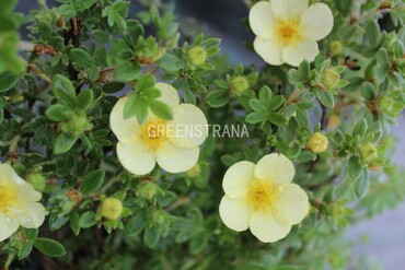 Лапчатка кустарниковая Катерина Дьюкс (Dasiphora fruticosa 'Katherine Dykes')