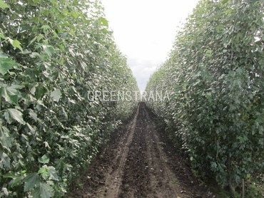 Тополь белый Рокет (Populus alba 'Rocket')