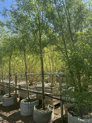 Ива Памяти Бажова (Salix 'Pamjati Bazhova')