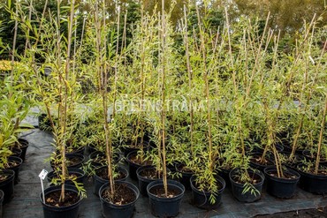 Ива Свердловская плакучая (Salix 'Sverdlovskaja Plakuchaja')