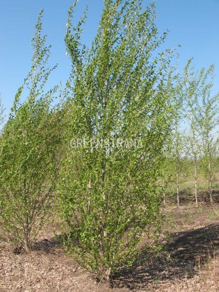 Тополь китайский пирамидальный (Populus simonii 'Fastigiata')