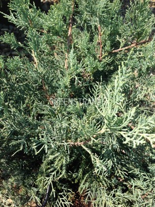 Можжевельник виргинский Хетц (Juniperus virginiana 'Hetz')