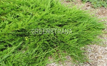 Можжевельник казацкий Аркадия (Juniperus sabina 'Arcadia')