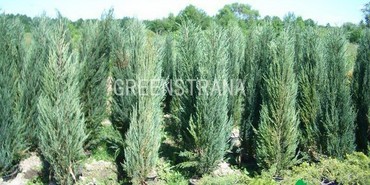 Можжевельник скальный Фишт (Juniperus scopulorum 'Fisht')