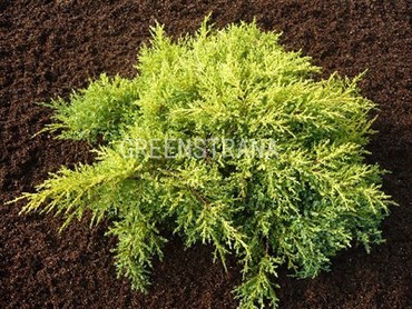 Можжевельник средний Мордиган Голд (Juniperus x pfitzeriana 'Mordigan Gold')