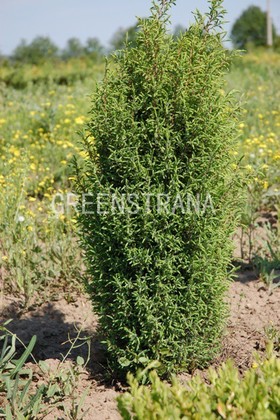 Можжевельник обыкновенный Хиберника (Juniperus communis 'Hibernica')