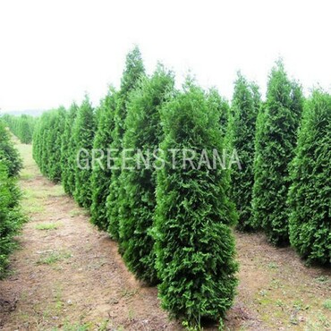 Туя западная Пирамидалис Компакта (Thuja occidentalis 'Pyramidalis Compacta')