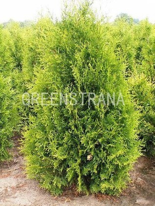 Туя западная Голден Брабант (Thuja occidentalis 'Golden Brabant')
