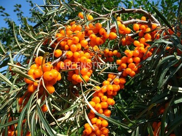 Облепиха Теньга (Hippophae rhamnoides 'Ten'ga')