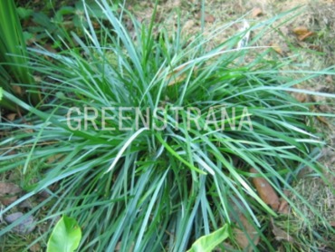 Сеслерия голубая (Sesleria caerulea)