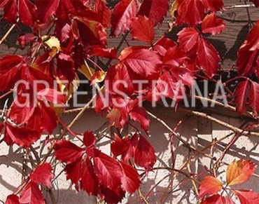 Девичий виноград (Parthenocissus inserta)