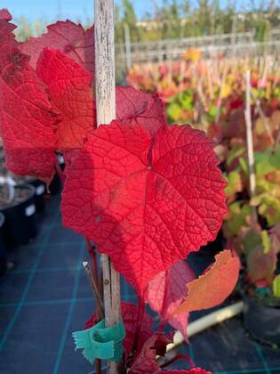 Виноград амурский (Vitis amurensis)