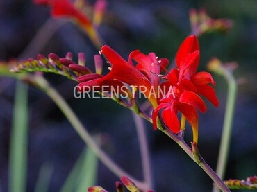 Крокосмия Эмберглоу (Crocosmia 'Emberglow')