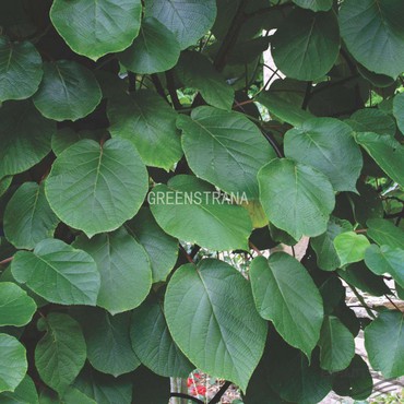 Актинидия аргута (Actinidia arguta)