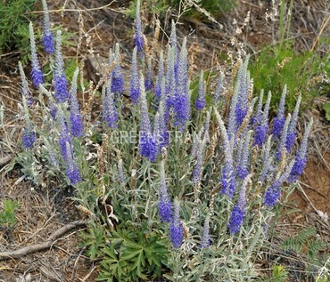 Вероника сизая (Veronica incana)