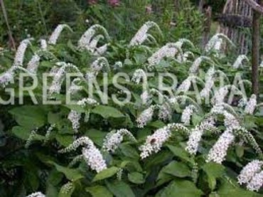 Вербейник клетровидный (ландышевый) (Lysimachia clethroides)