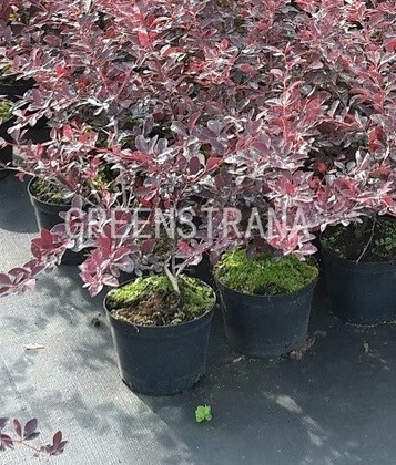 Барбарис оттавский Суперба (Berberis x ottawensis 'Superba')