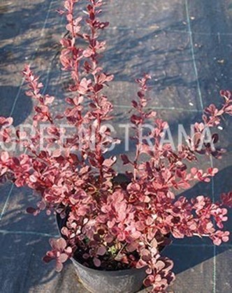 Барбарис Тунберга Харлекин (Berberis thunbergii 'Harlequin')