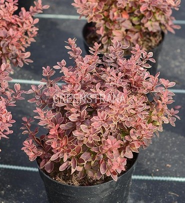 Барбарис Тунберга Адмирейшн (Berberis thunbergii 'Admiration')