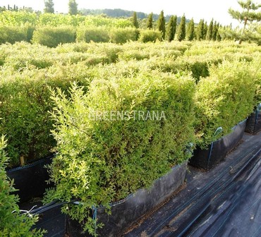 Спирея серая Грефшейм (Spiraea x cinerea 'Grefsheim')