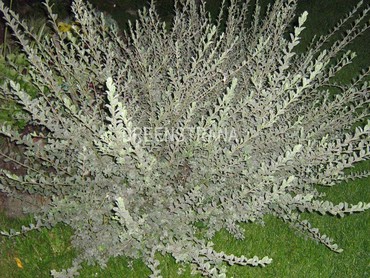 Ива ползучая Аргентеа (Salix repens 'Argentea')