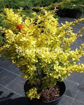Барбарис Тунберга Ауреа (Berberis thunbergii 'Aurea')