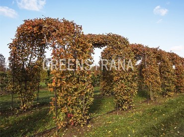 Ирга канадская (Amelanchier canadensis) Арка