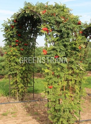 Рябина обыкновенная "Sorbus aucuparia" Арка