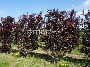 Яблоня гибридная Рудольф (Malus x hybrida 'Rudolph') Шпалера