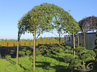 Рябина обыкновенная "Sorbus aucuparia"