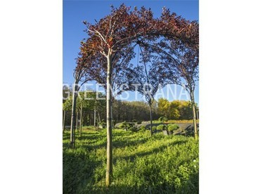 Черемуха виргинская Шуберт (Prunus virginiana 'Shubert')