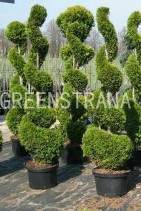 Туя западная Смарагд (Thuja occidentalis 'Smaragd') (ф. капля)
