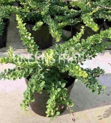 Барбарис Тунберга Грин Карпет (Berberis thunbergii 'Green Carpet')