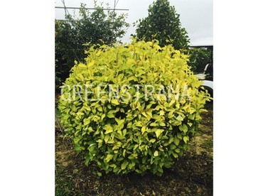 Дерен белый Ауреа (Cornus alba 'Aurea')