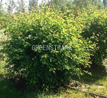 Ирга канадская (Amelanchier lamarckii)