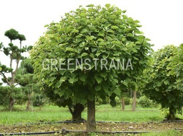 Липа крупнолистная (Tilia platyphyllos)