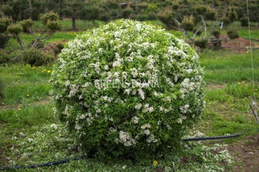 Спирея серая Грефшейм (Spiraea x cinerea 'Grefsheim')