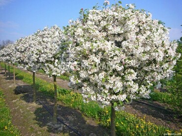 Яблоня гибридная Роялти (Malus x hybrida 'Royalty')