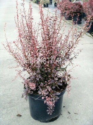 Барбарис Тунберга Роузи Рокет (Berberis thunbergii 'Rosy Rocket')