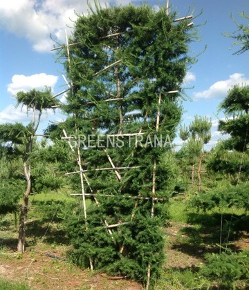 Лиственница европейская "Larix decidua" шпалера