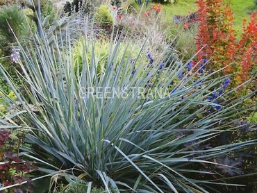 Колосняк песчаный (Leymus arenarius)