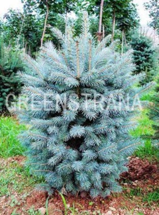 Ель голубая Супер Блю Сидлинг (Picea pungens 'Super Blue Seedling')