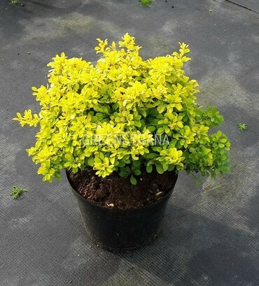Барбарис Тунберга Тайни Голд (Berberis thunbergii 'Tiny Gold')