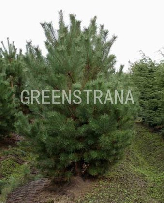 Сосна обыкновенная Норске Тип (Pinus sylvestris 'Norske Typ')