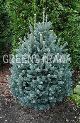 Пихта субальпийская Компакта (Abies lasiocarpa 'Compacta')