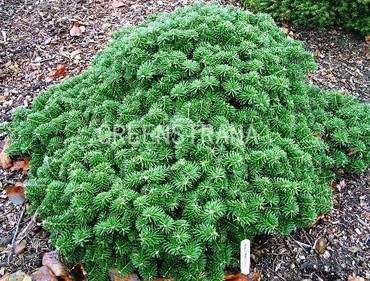 Пихта корейская Бриллиант (Abies koreana 'Brilliant')