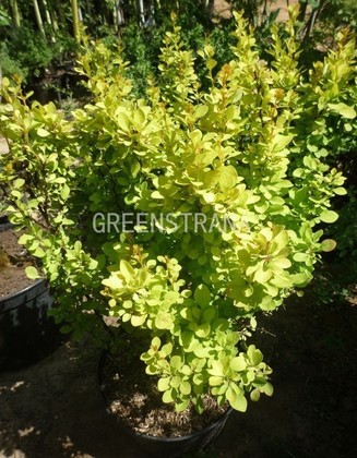 Барбарис Тунберга Мария (Berberis thunbergii 'Maria')