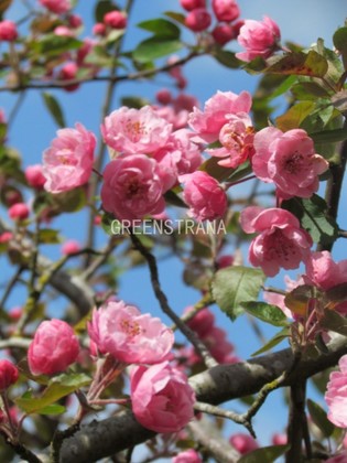 Яблоня Бренди Мэджик (Malus 'Brandy Magic')