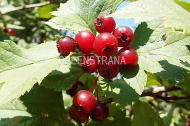 Боярышник сибирский (Crataegus sibirica)