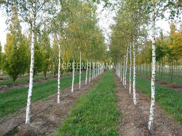 Береза повислая (Betula pendula)